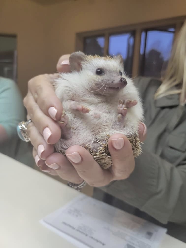 hedgehog at the vet