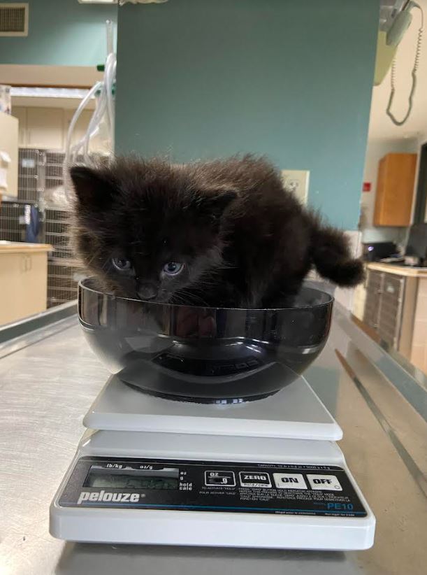 cat being weighed