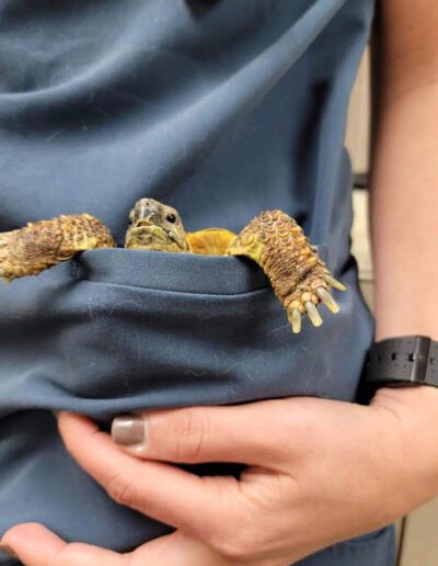 turtle in a pocket