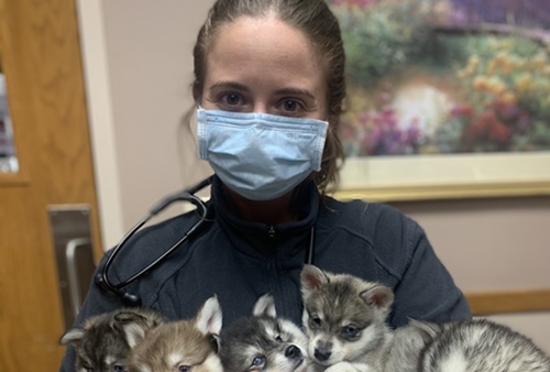 vet with puppies