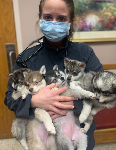 vet holding puppies