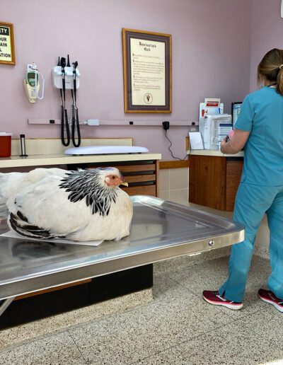 chicken at the vet