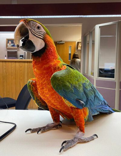 colorful bird at the vet