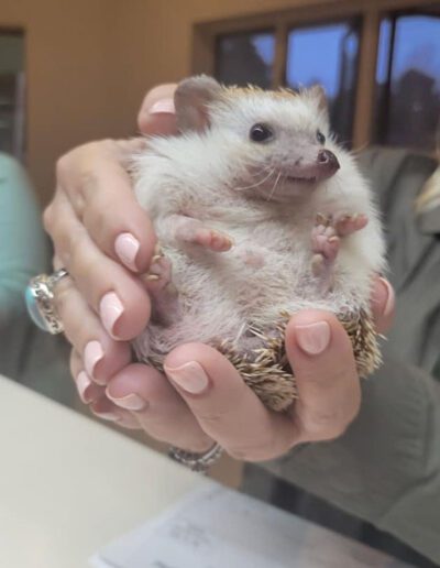 hedgehog at the vet