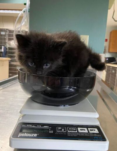 kitten on a scale