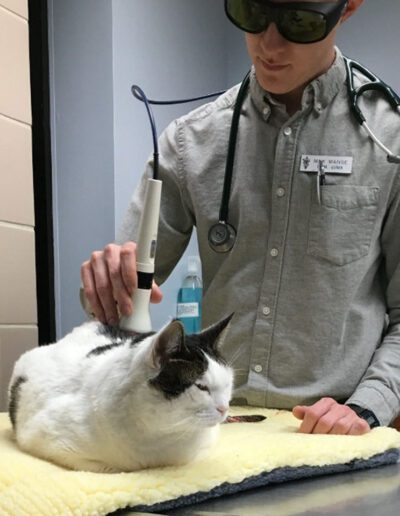 cat getting laser therapy
