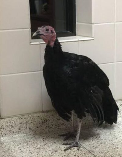 turkey at the vet